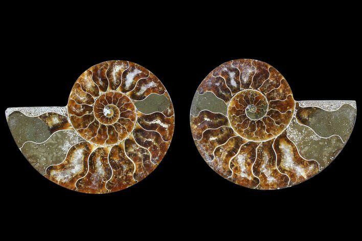 Cut & Polished Ammonite Fossil - Agatized #82275